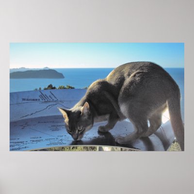 Cat marks the spot: Top of Mt. Paku New Zealand by Coromandel_Designs