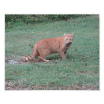 Cat & Mouse Photographic Print
