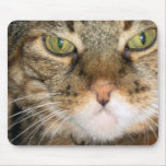 Cat Mouse Pads
