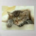 Cat Nap Print