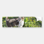 Cat Next To The Red Tulips On The Garden Bumper Stickers