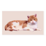 Cat Nobody's Purrfect Business Card