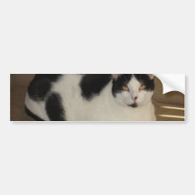 Cat On A Couch Bumper Stickers