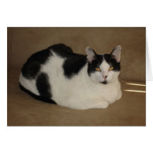 Cat On A Couch Greeting Card