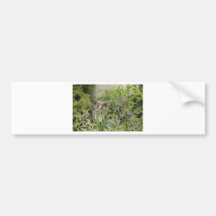 Cat on a hot bed of flowers bumper stickers