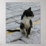 cat on pavement poster