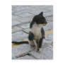 Cat on pavementv Postcard