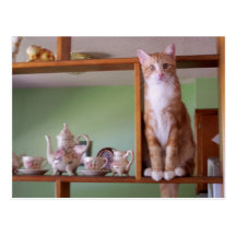 cat on shelf post cards