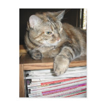 cat on the bookshelf post cards