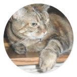 cat on the bookshelf round stickers