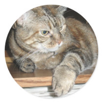 cat on the bookshelf round stickers