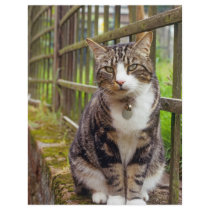 Cat on Wall Gift Personalized Letterhead