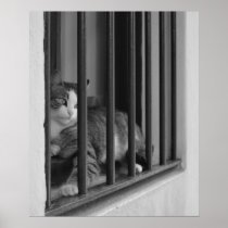 Cat on Window Poster
