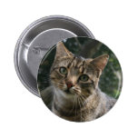 CAT PINBACK BUTTON