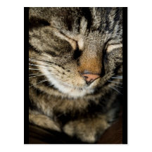 Cat Postcard