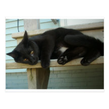Cat Postcard