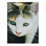 Cat Postcards