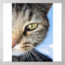 Cat posters