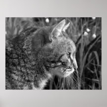 Cat Poster