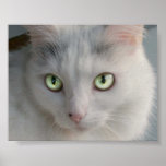 Cat Print