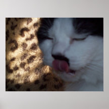 CAT POSTER