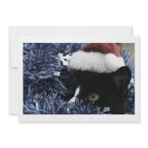 Cat ready to pounce behind blue tinsel, faded tint