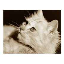 Cat reclining postcard