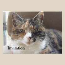 Cat 'Red' portrait invitations