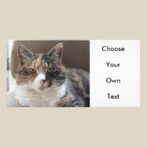 Cat 'Red' portrait photo cards
