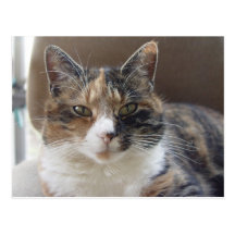 Cat 'Red' portrait Postcards