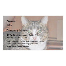 Cat Resting Business Cards
