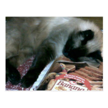 Cat Resting On Cookbook Postcard