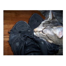 cat resting on old shoes postcard