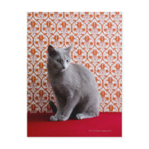 Cat (Russian blue) and wallpaper background Postcard