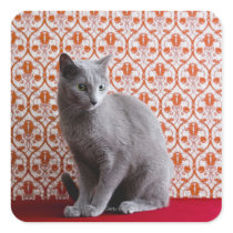 Cat (Russian blue) and wallpaper background Sticker