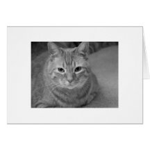 Cat says... greeting cards