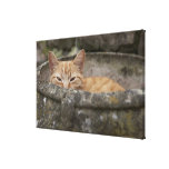 Cat sitting inside urn gallery wrapped canvas