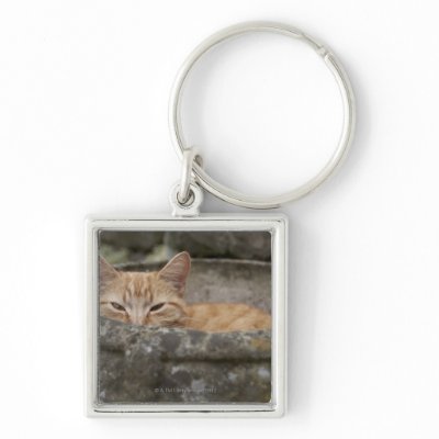 Cat sitting inside urn keychain by prophoto