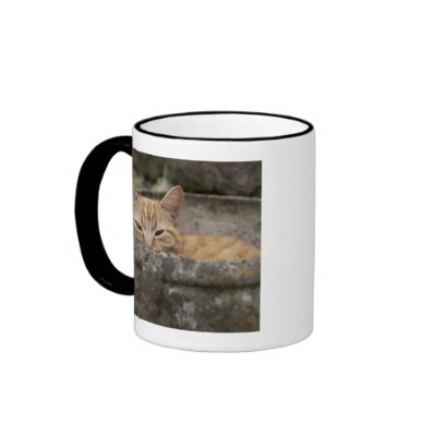 Cat sitting inside urn coffee mugs by prophoto