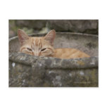 Cat sitting inside urn post cards