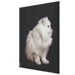 Cat sitting on black background, close-up canvas prints
