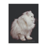Cat sitting on black background, close-up post cards