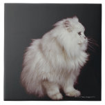 Cat sitting on black background, close-up tiles