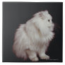 Cat sitting on black background, close-up tiles
