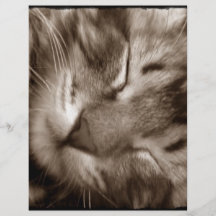 cat sleeping flyer