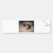 Cat sleeping in box bumper sticker