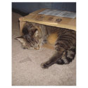 Cat sleeping in box letterhead