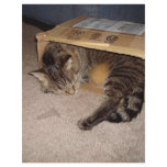 Cat sleeping in box letterhead