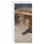 Cat sleeping in box personalized rack card