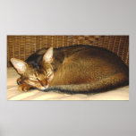 Cat Sleeping in Wicker Chair